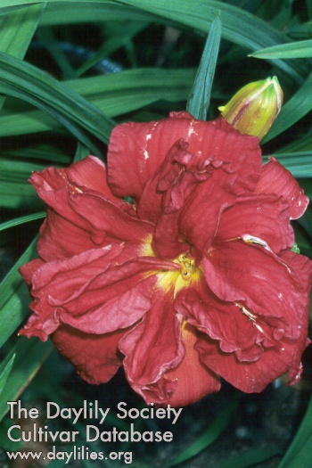 Daylily Double Firecracker